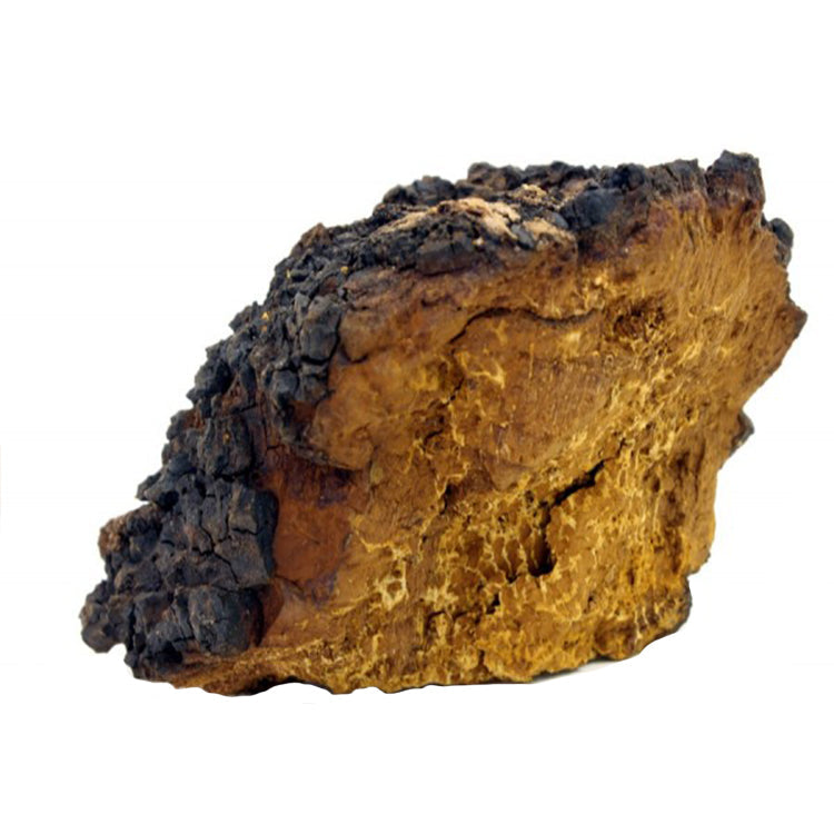 What Is Chaga Mushroom? Benefits, Uses and Safety