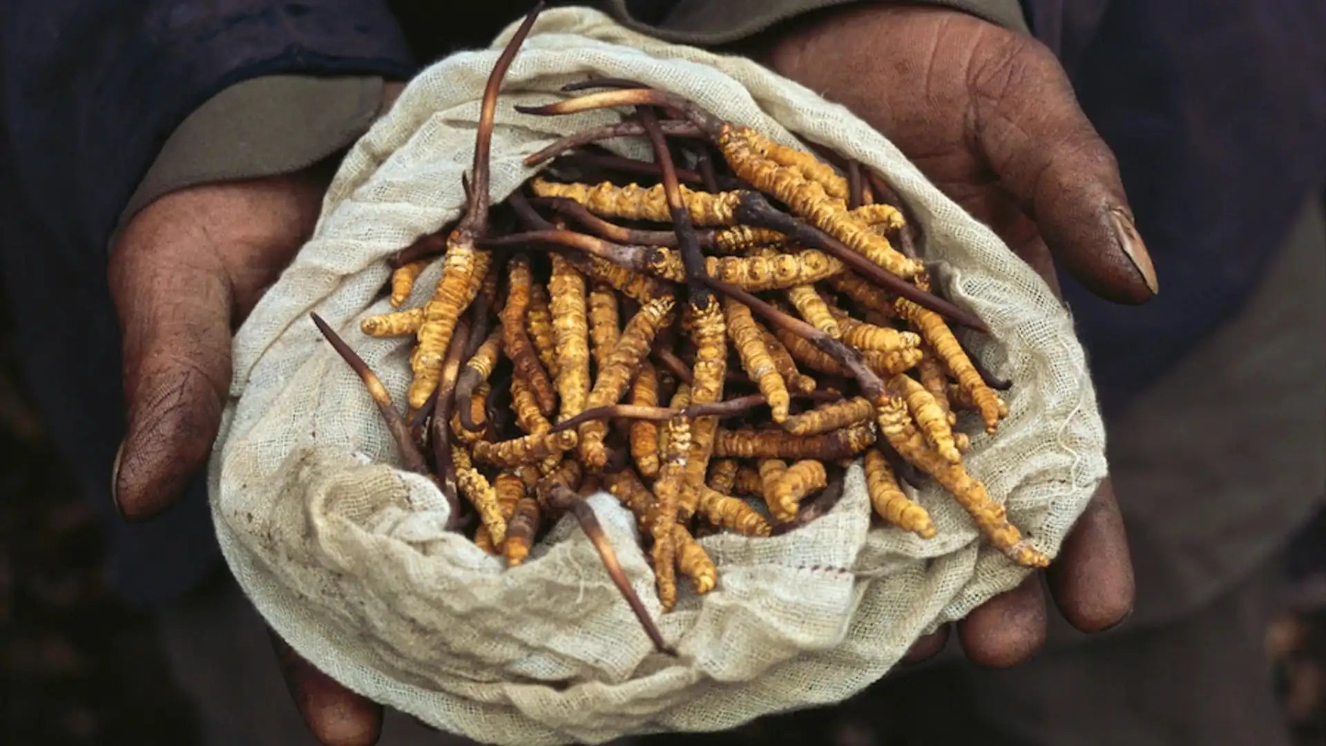Cordyceps in Athletic Traditions: From Tibetan Yak Herders to Modern Performance