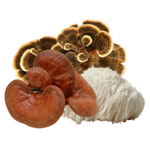 Best Mushroom Supplements: How to Choose the Right One (2026 Guide)