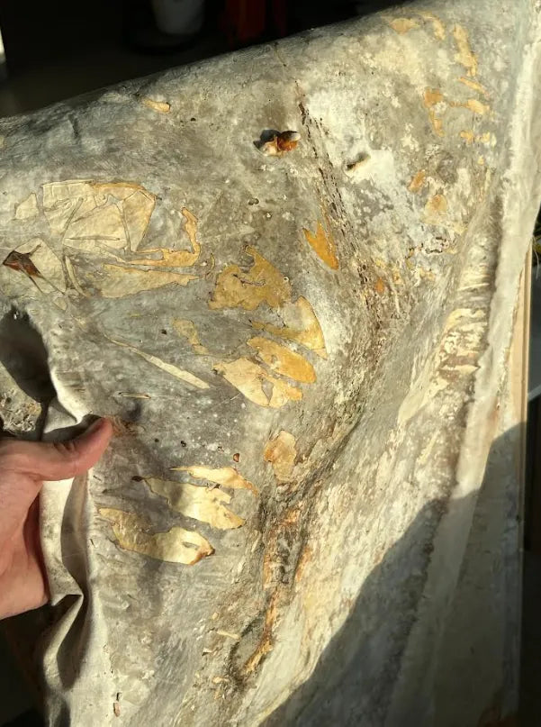 Nature's Architect: The Artists Letting Mycelium Design Itself