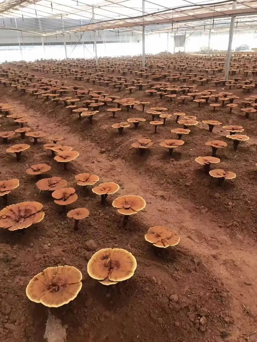 Best Reishi Mushroom Supplement: A Buyer's Guide