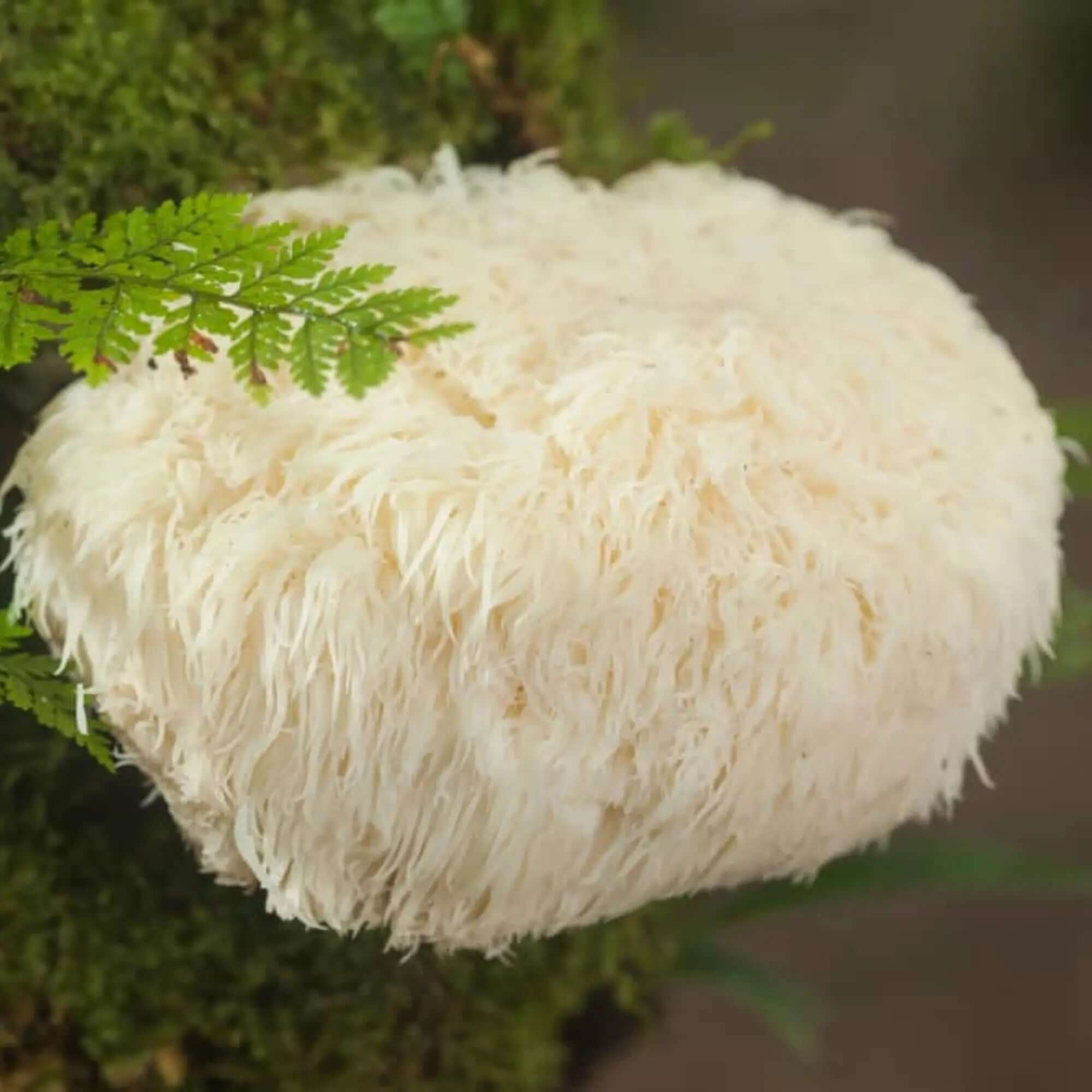 Boost Gut Health: Lion's Mane for Gut Health - Mycogenius