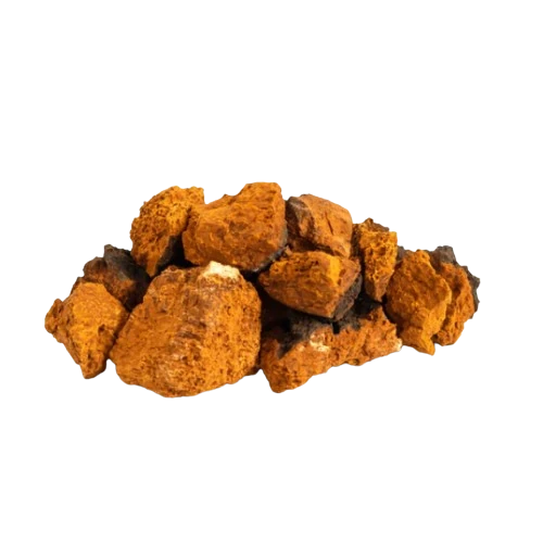 Chaga conks on a white background