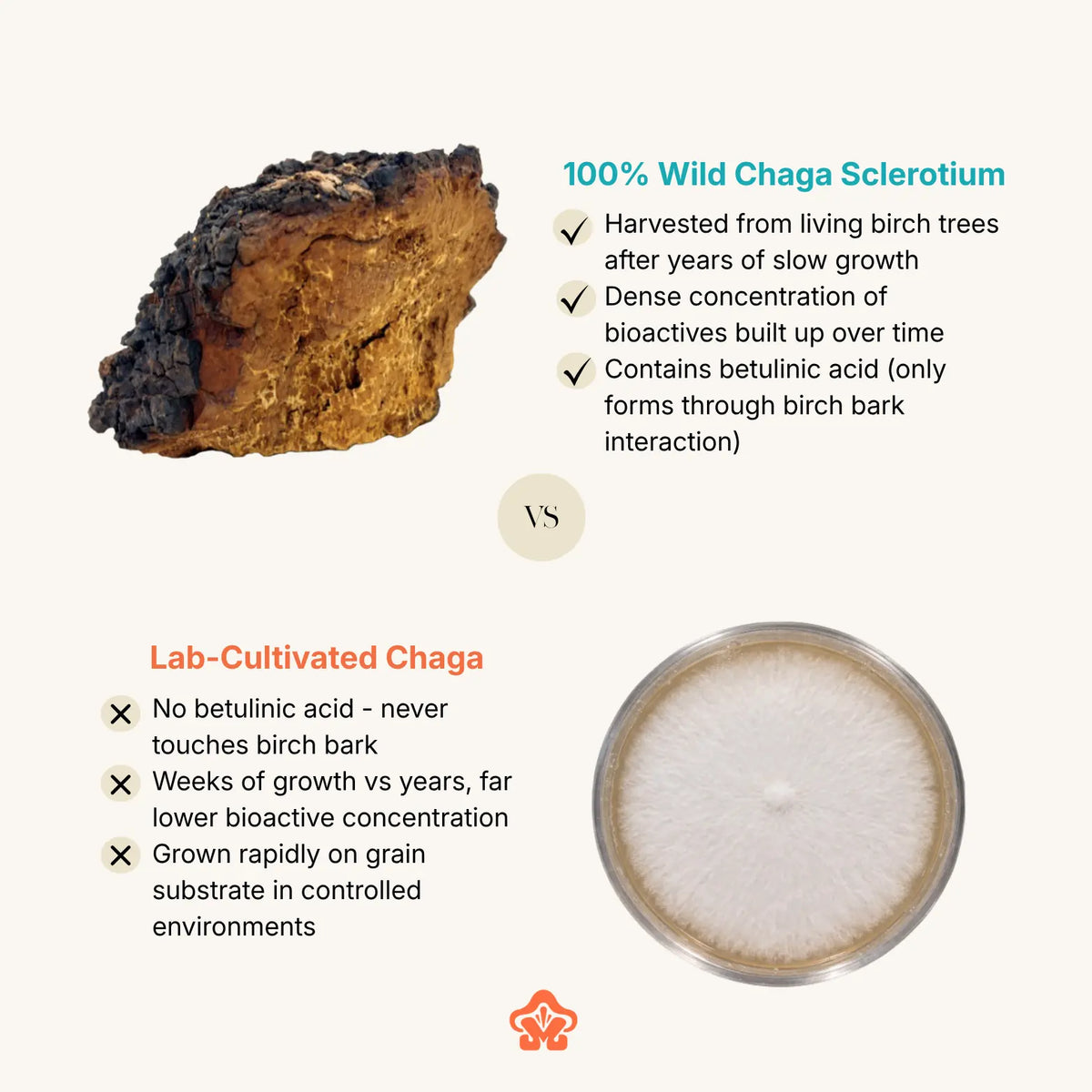 Chaga Capsules & Poeder