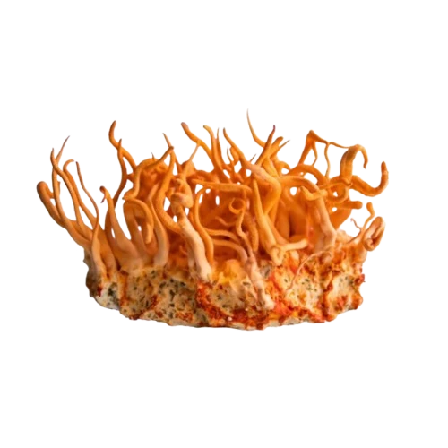 Orange cordyceps on a white background