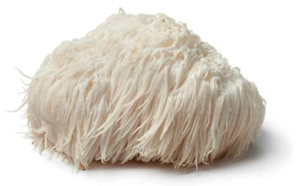Lion's Mane mushroom fruiting body — Hericium erinaceus extract