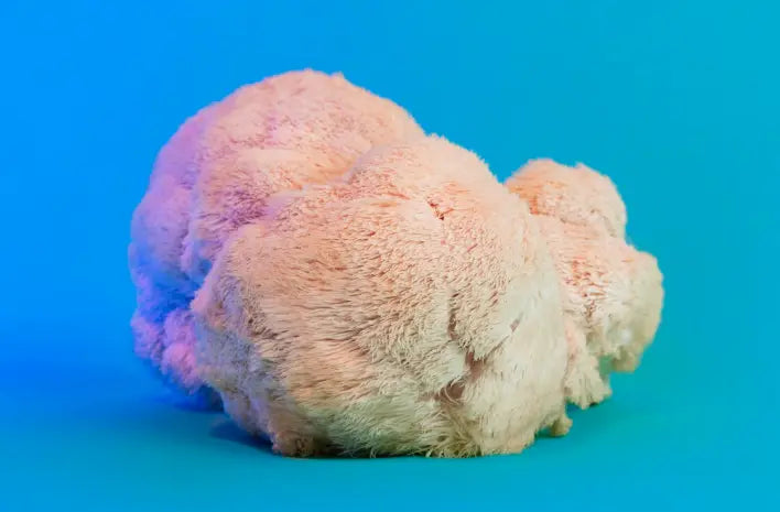 Lion's Mane mushroom on a blue background — fresh fruiting body