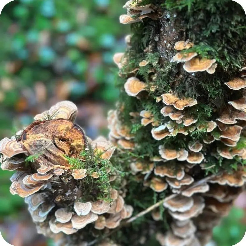 wild growing turkey tail