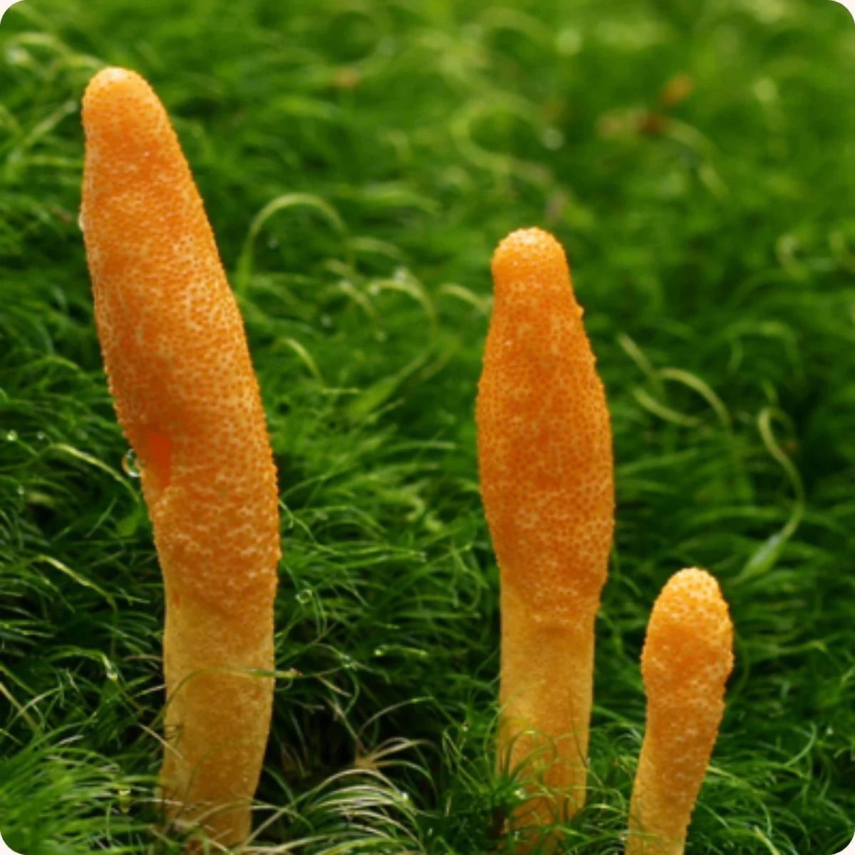 Organic cordyceps mushroom extract
 - Mycogenius