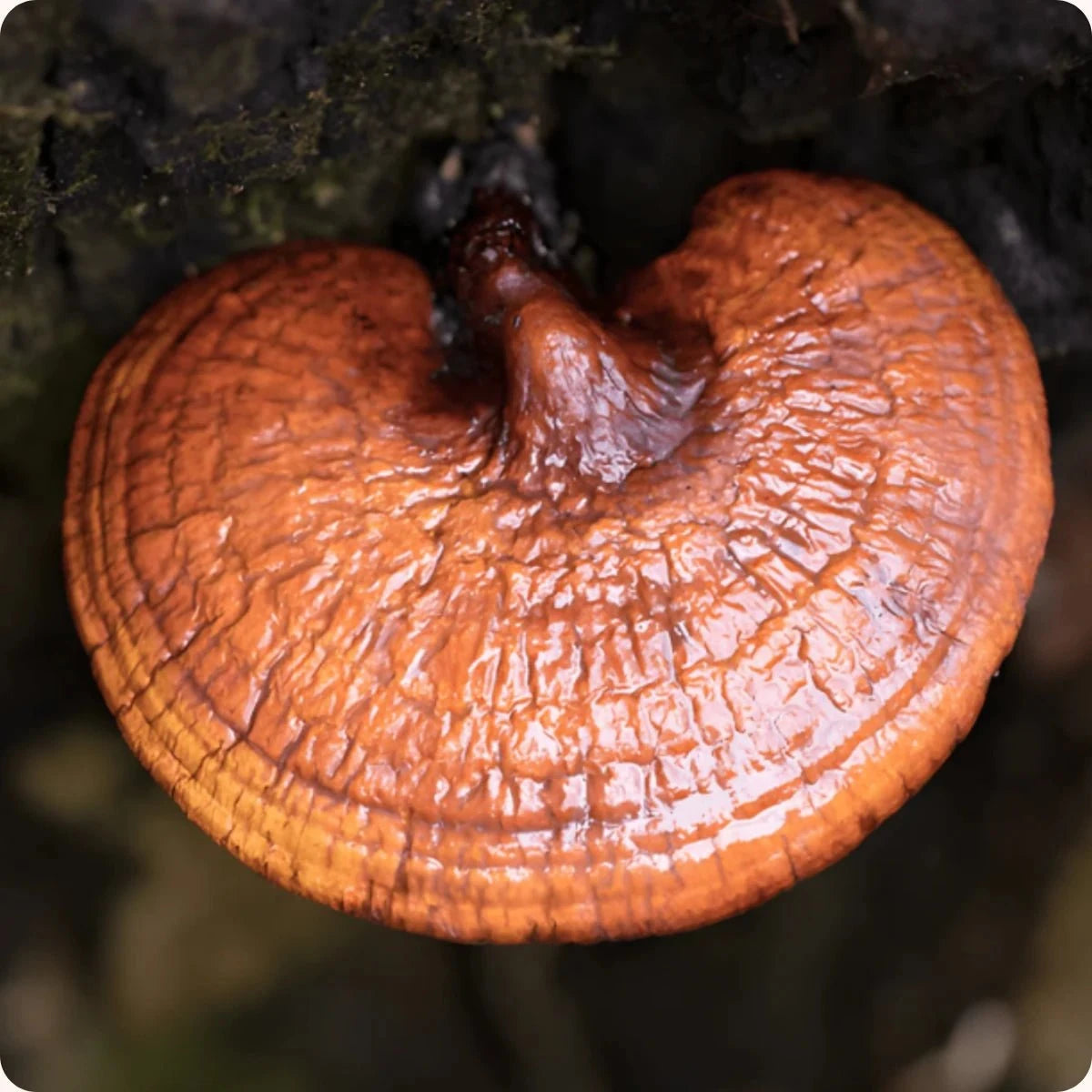 Organic reishi mushroom extract
- Mycogenius