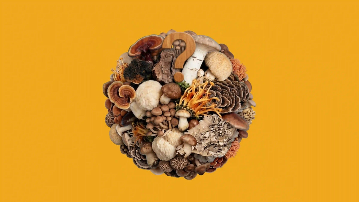 101 Questions About Functional Mushrooms