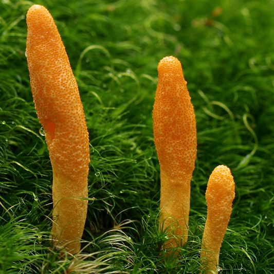 Cordyceps growing Stamina and energy