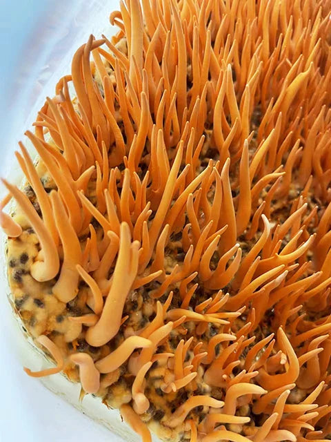 Best Cordyceps Supplement: What to Look For in 2026