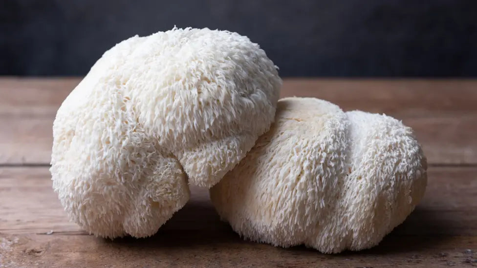 Hericenones & Erinacines: The Science Behind Lion’s Mane