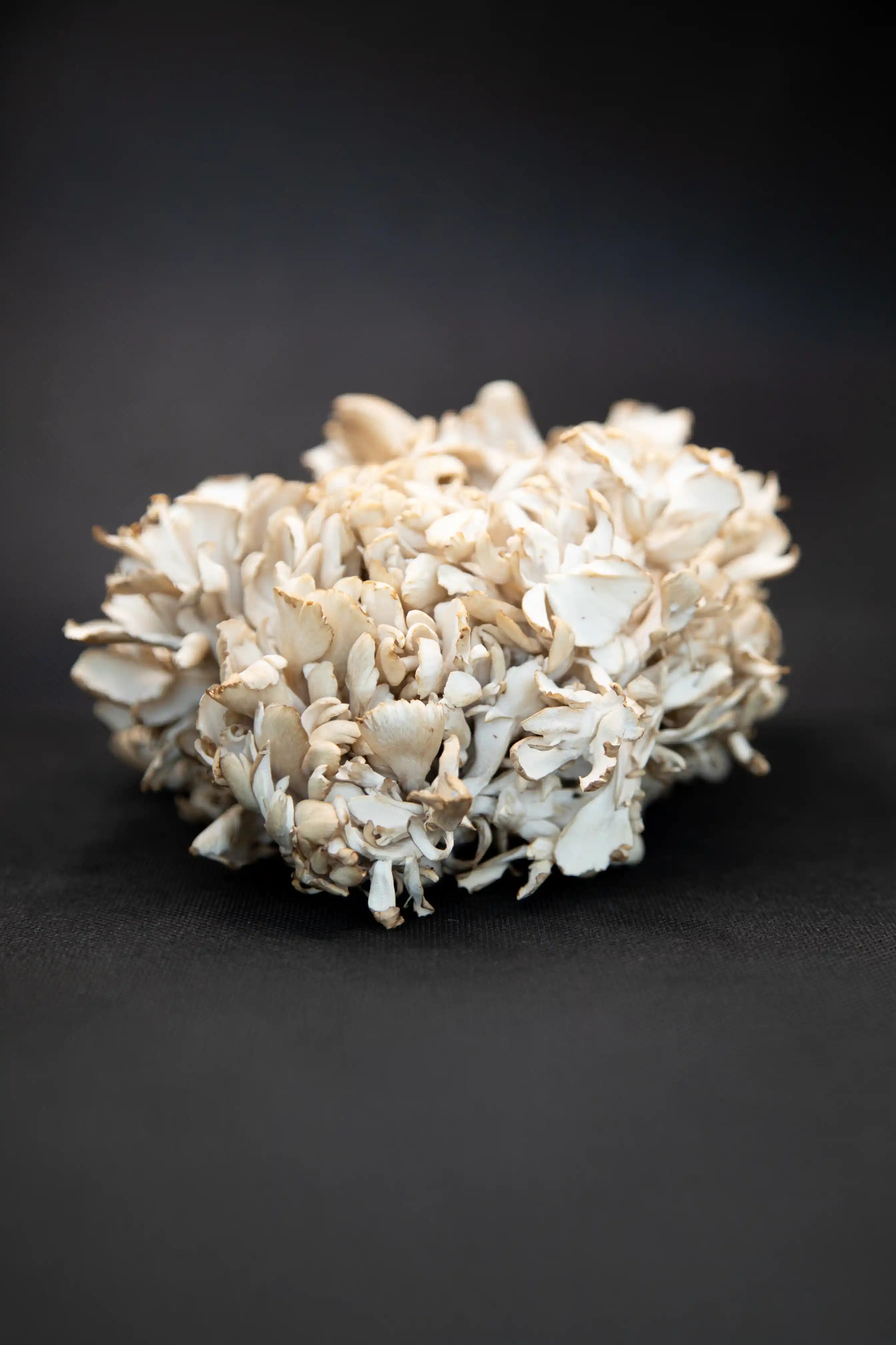 The First Randomised Trial on Maitake and Memory Is Here. Here's What It Found.