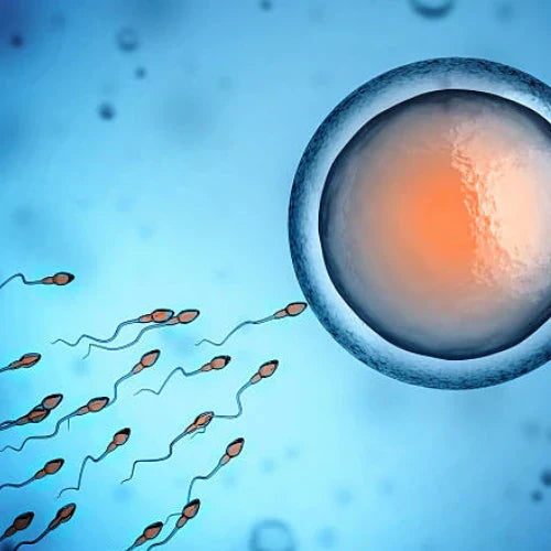 Male fertility 