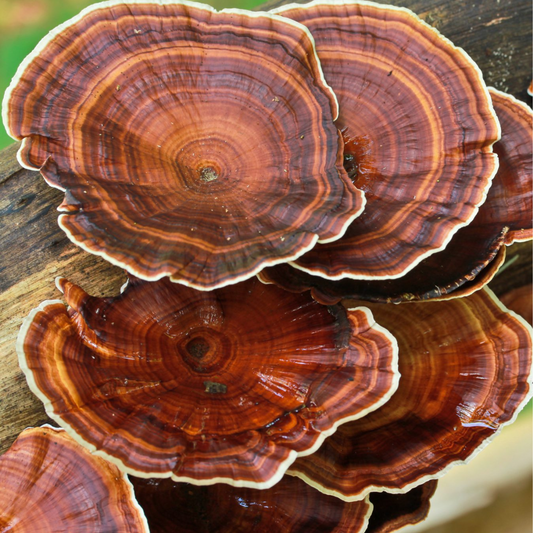 Reishi mushroom growing on wood