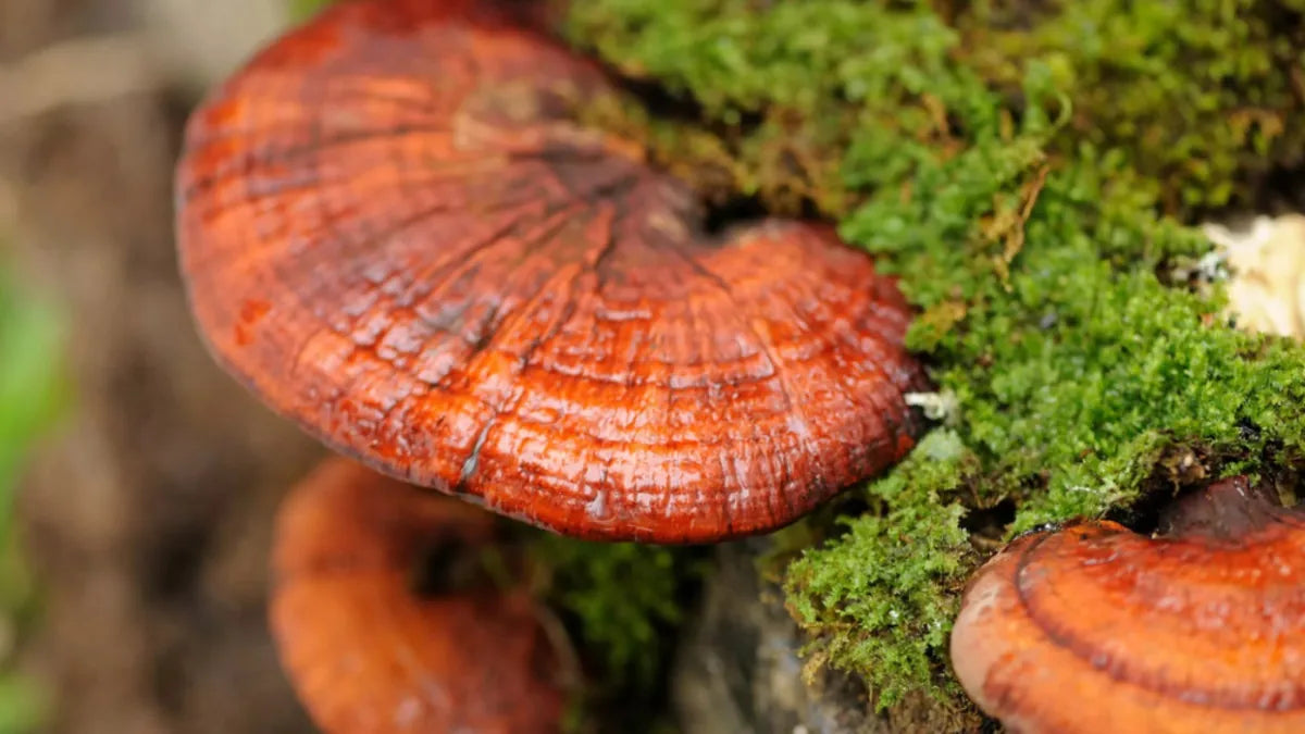 Ganoderma lucidum growing wild