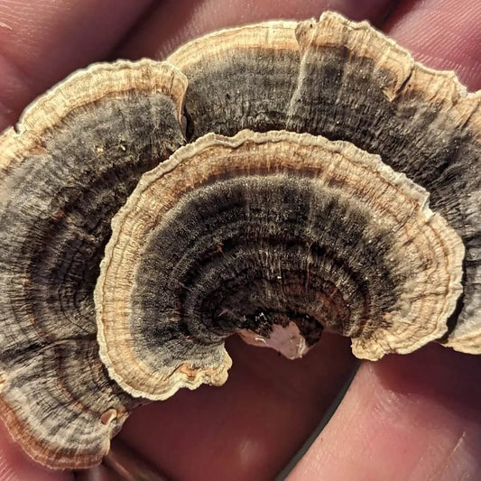 Adaptogens and Functional Mushrooms: Unlocking Nature’s Stress-Relieving Power - Mycogenius