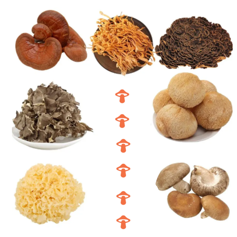 Blends vs Individual Mushroom Products