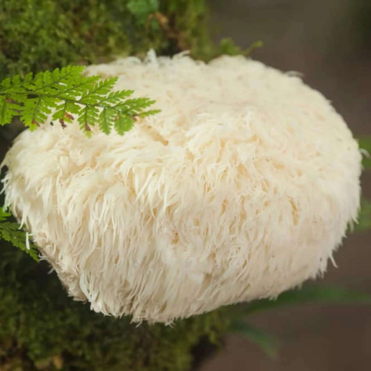 Boost Gut Health: Lion's Mane for Gut Health - Mycogenius