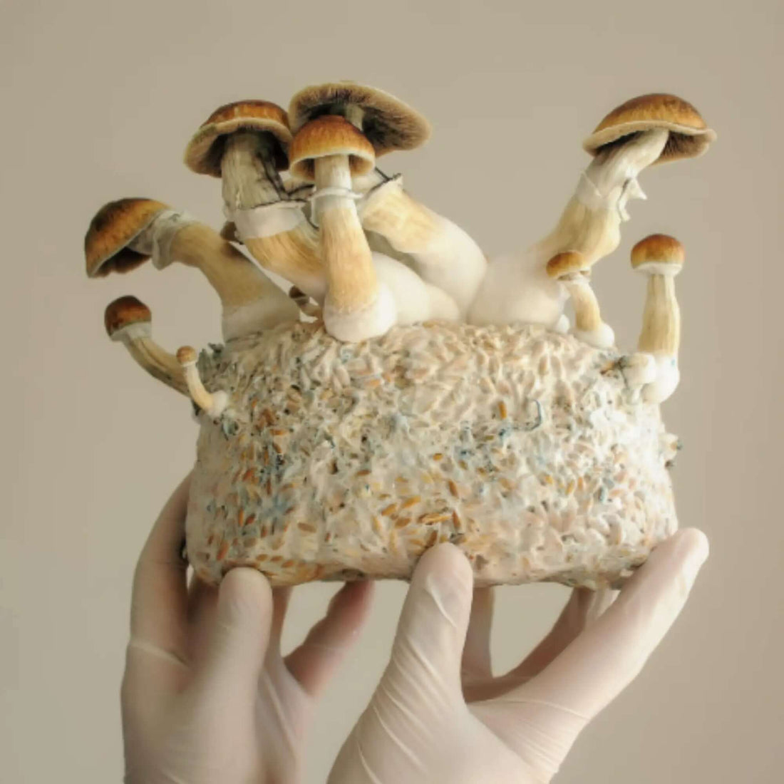 Differences between fruiting body mushroom supplements and mycelium - Mycogenius