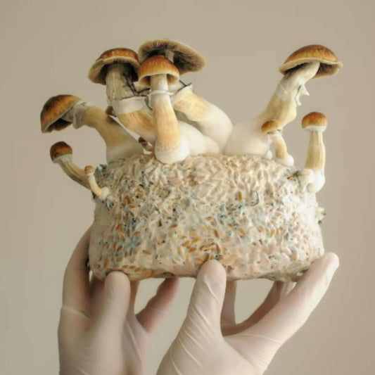 Differences between fruiting body mushroom supplements and mycelium - Mycogenius