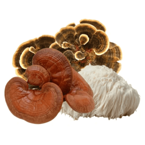 Discover the Amazing Benefits of Functional Mushroom Extracts for Your Health - Mycogenius