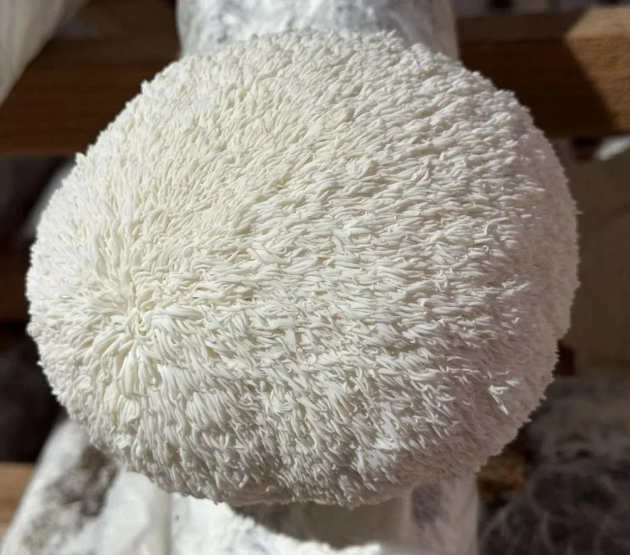 How to Eat Lion's Mane Mushroom: Fresh, Cooked, and as an Extract