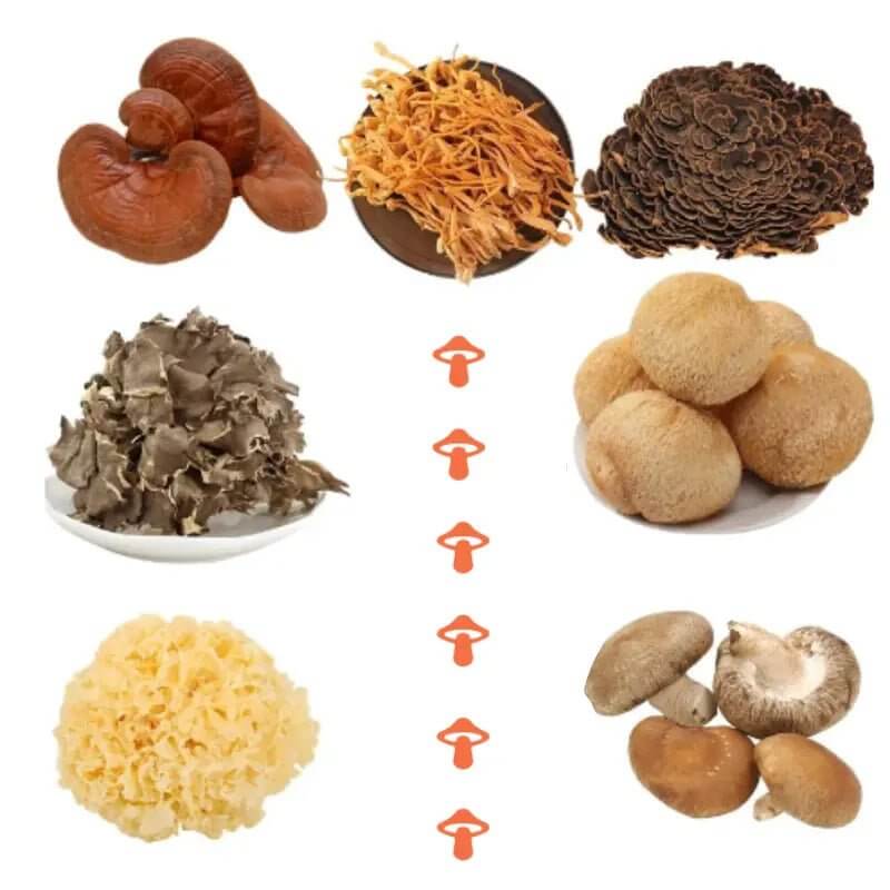 Understanding the Differences Between Mushroom Blends and Individual Product - Mycogenius