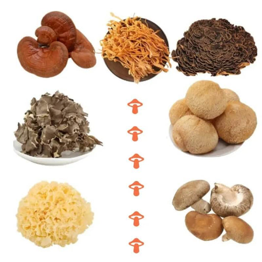 Understanding the Differences Between Mushroom Blends and Individual Product - Mycogenius