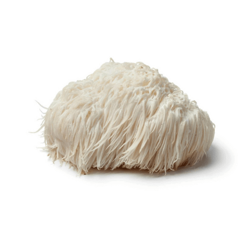 Unlock the Brain-Boosting Power of Lion's Mane Mushroom 🧠 - Mycogenius