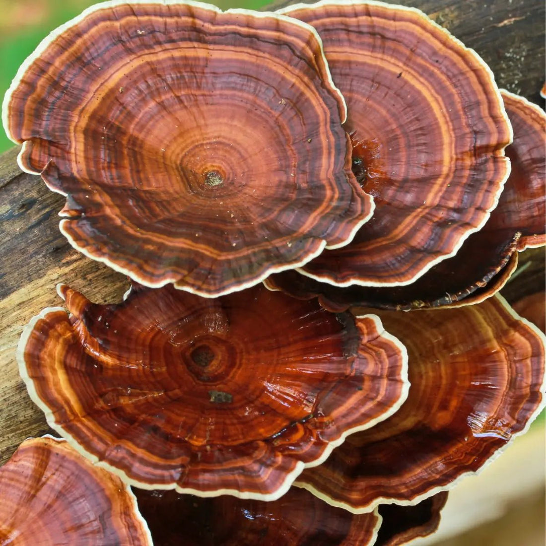 Unlocking Health: How Reishi Extracts Boost Immune Support Naturally - Mycogenius