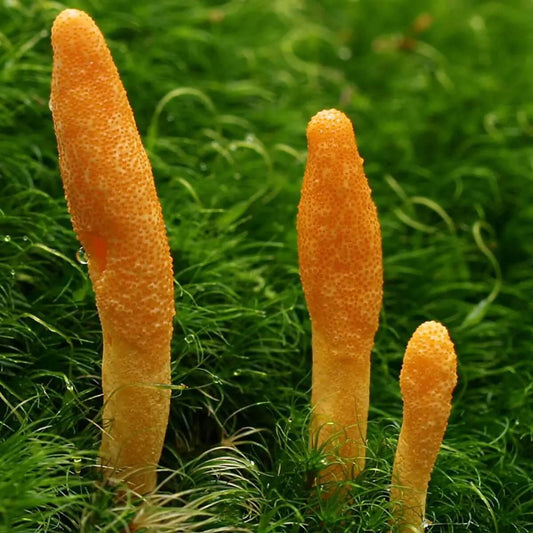 Unlocking the Health Benefits of Cordyceps Mushroom: Your Ultimate Guide to Wellness🍄✨ - Mycogenius