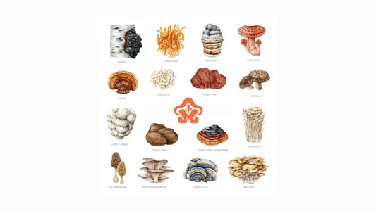 What Are Functional Mushrooms? A Complete Guide
