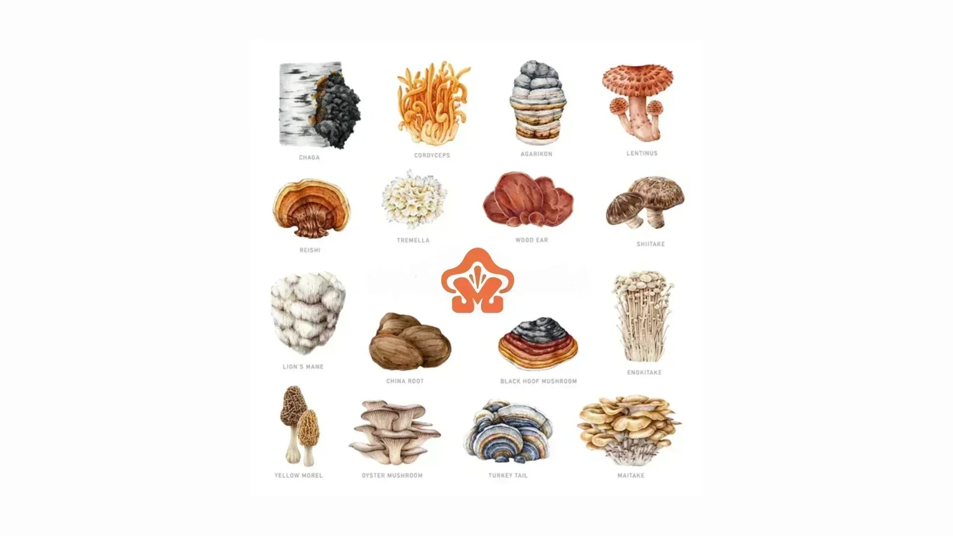 What Are Functional Mushrooms? A Complete Guide