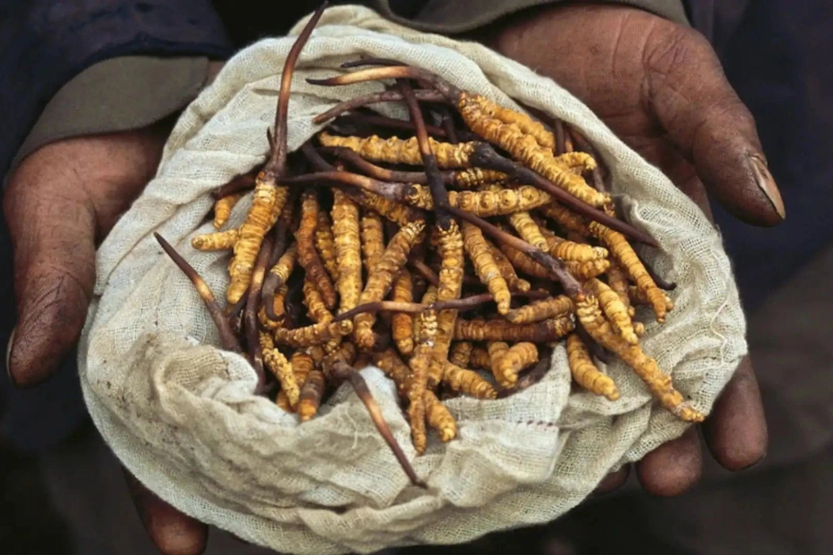 Cordyceps mushroom — used in traditional athletic performance practices