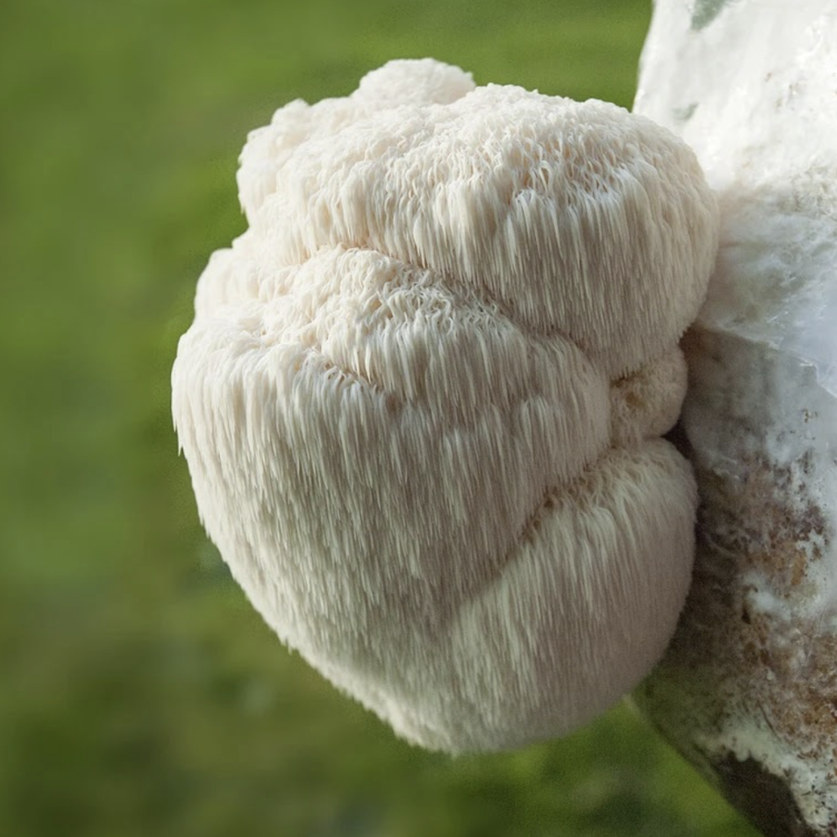 Organic Lions Mane Capsules