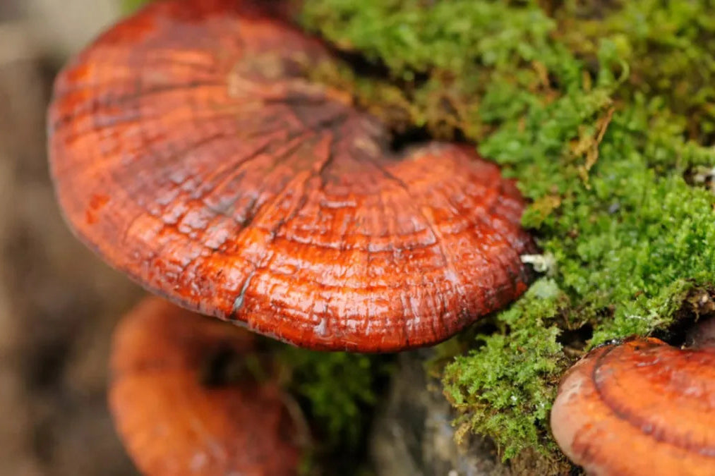 Reishi mushroom (Ganoderma lucidum) growing in the wild
