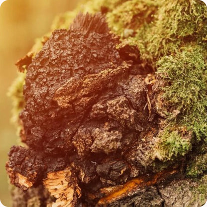 Organic Chaga Mushroom Supplement