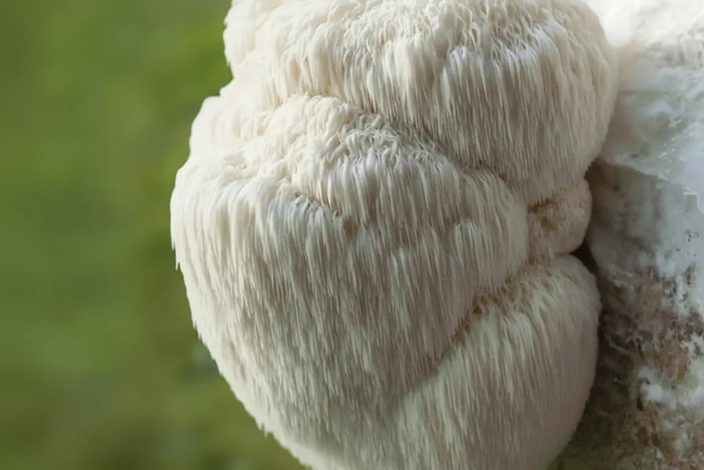 Lions Mane growing head