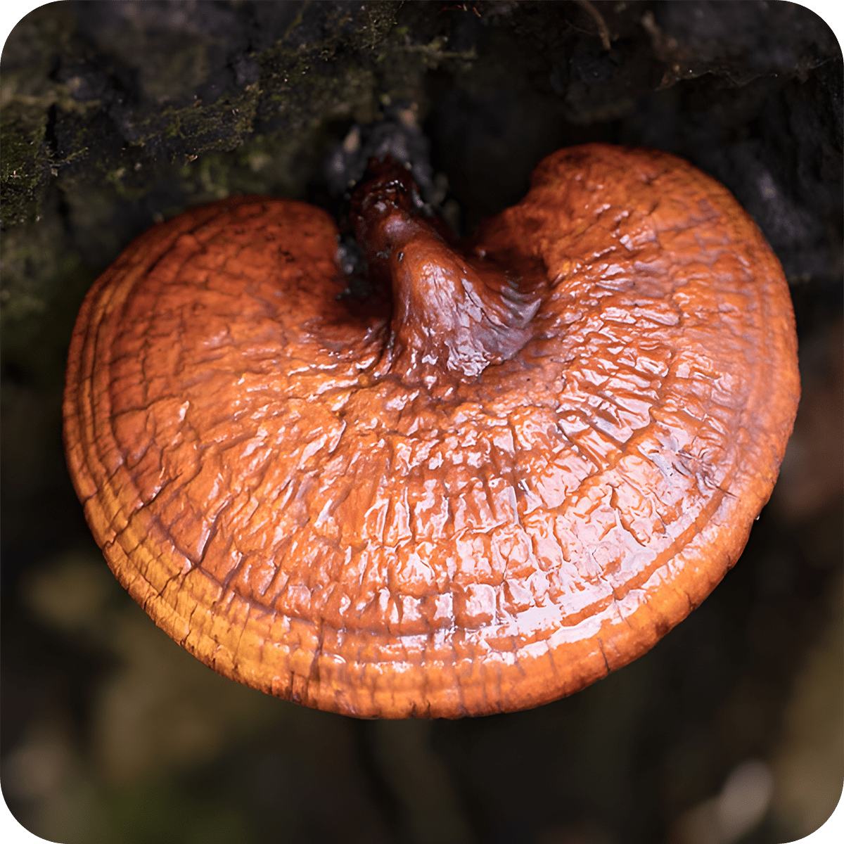 Organic Reishi Extract - Mycogenius