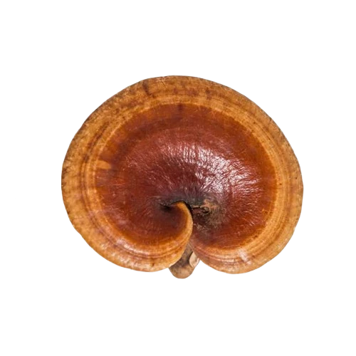 Resihi mushroom on a white background